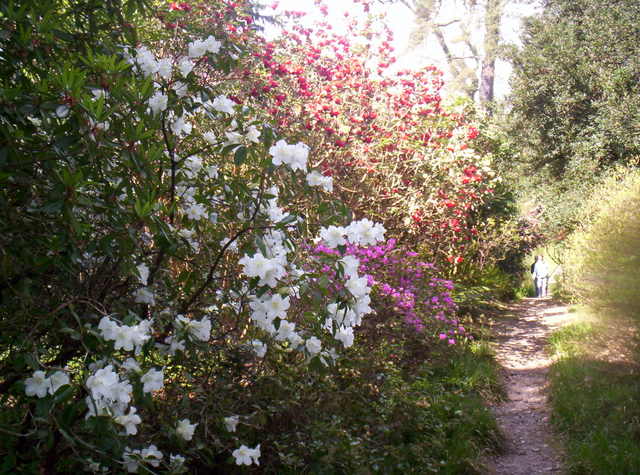 Brodick Castle Gardens